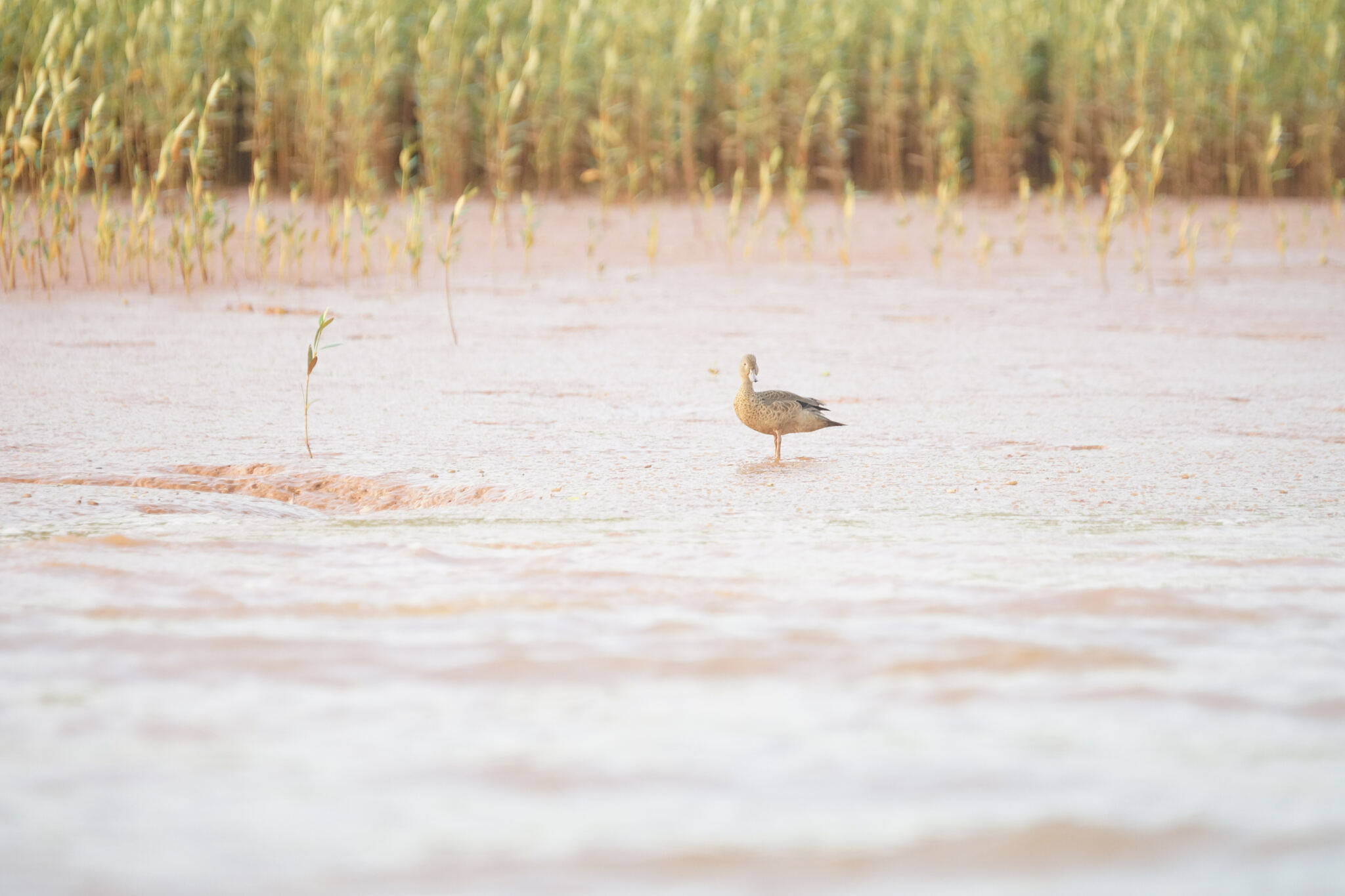 Bernier's Teal (Anas bernieri), photo 5