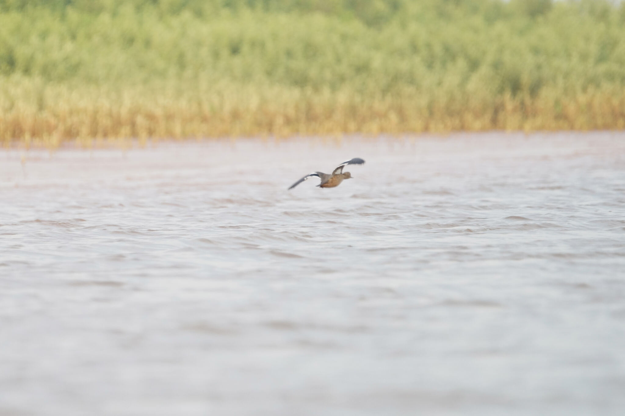 Bernier's Teal (Anas bernieri), photo 6