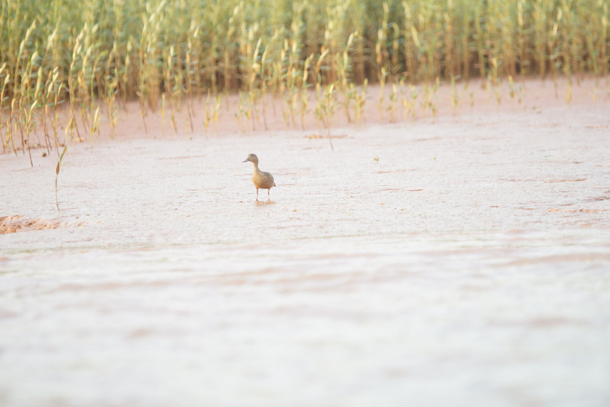 Bernier's Teal (Anas bernieri), photo 7