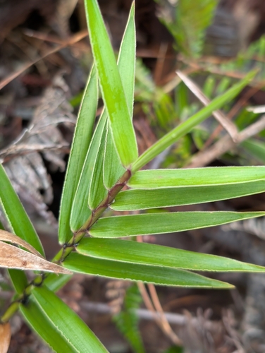 Isachne distichophylla observed 2025-01-22