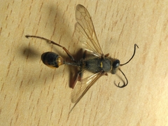 Sceliphron curvatum