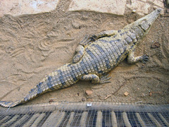 Crocodylidae