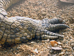 Crocodylidae