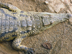 Crocodylidae