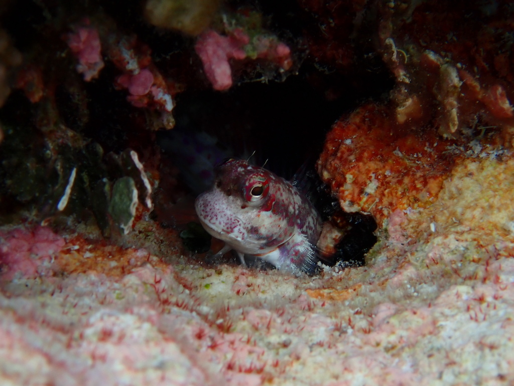 Bluedash rockskipper (Blenniella paula) — Blenniidae