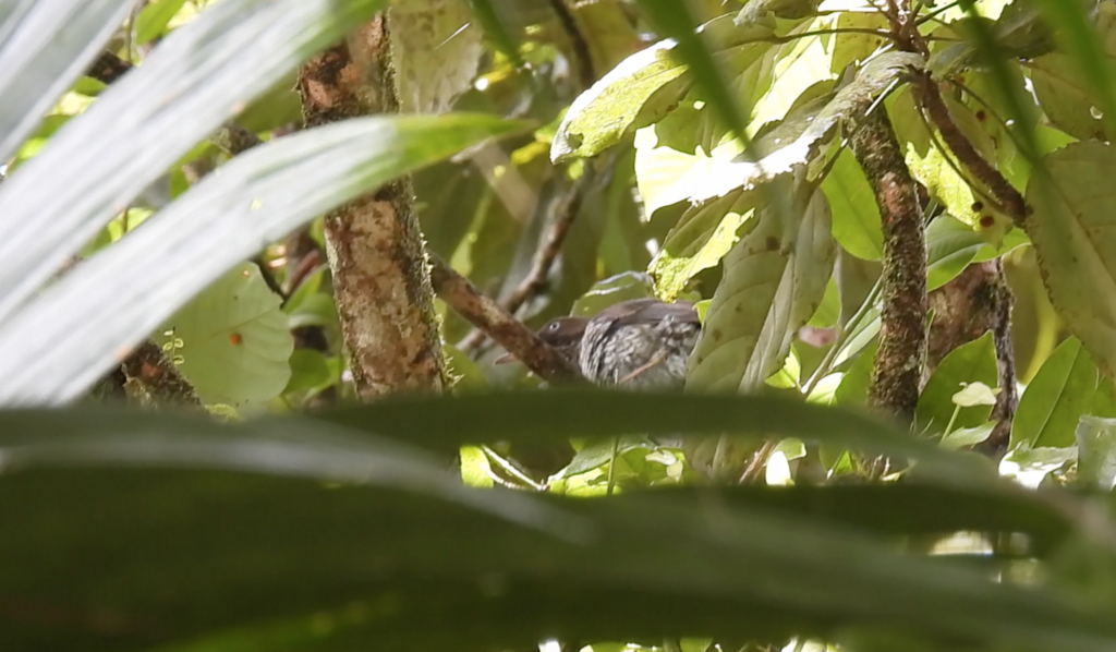 Pearly-eyed Thrasher