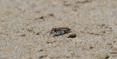 Cicindela oregona oregona