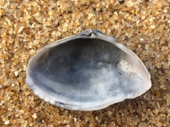 Iphigenia brasiliensis