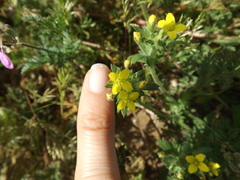 Tropidocarpum gracile