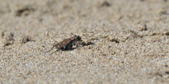 Cicindela oregona oregona