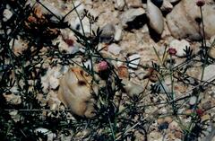 Gerard's Dorycnopsis (Dorycnopsis gerardii)