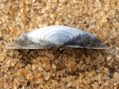 Iphigenia brasiliensis