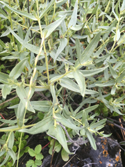 Lithospermum ruderale