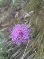 Cirsium neomexicanum