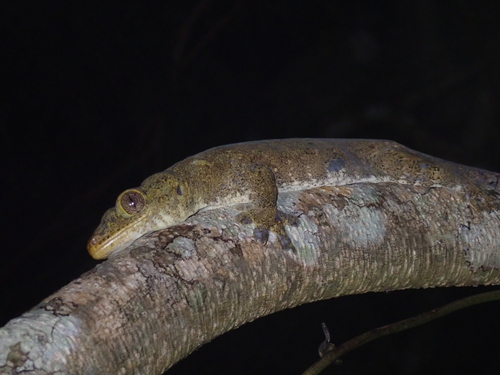 Western Giant Stump-toed Gecko
