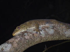 Western Giant Stump-Toed Gecko photo 1