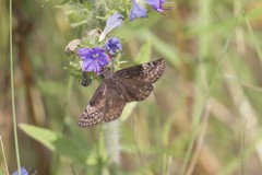 Erynnis lucilius
