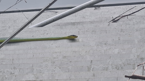 Common Tree Snake sighting