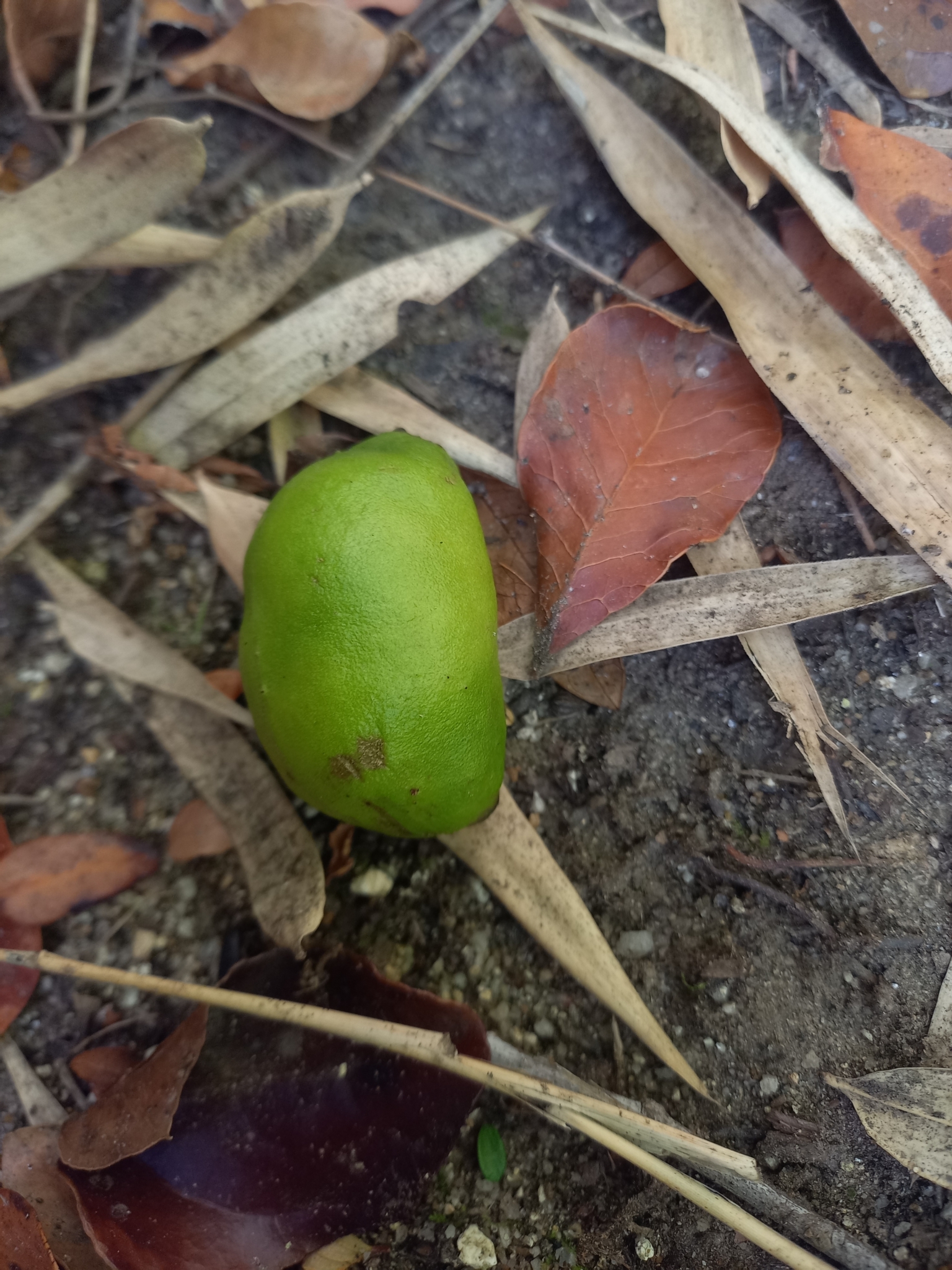 Imagem de Cogumelo-do-vento