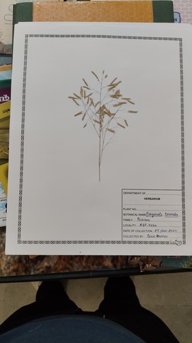 Eragrostis tremula observed 2025-01-22