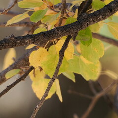 Populus brandegeei, photograph author not stated, no rights reserved