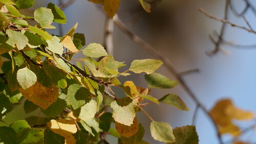 Populus brandegeei, photograph 5