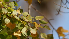 Populus brandegeei, photograph author not stated, no rights reserved