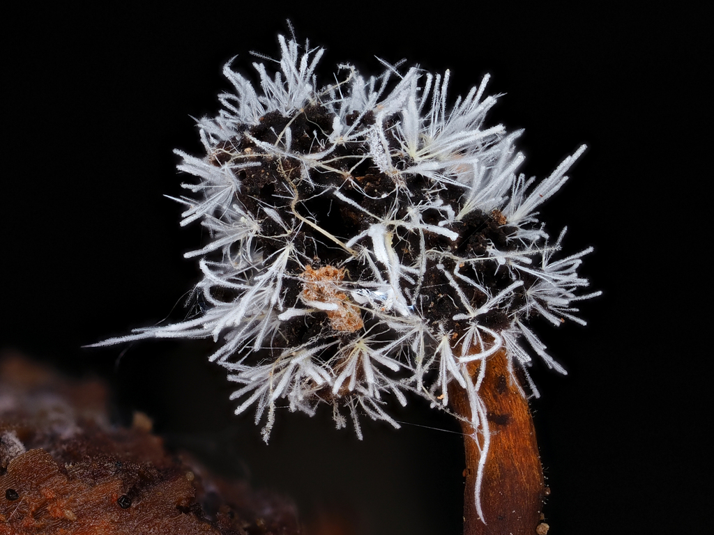 Tilachlidiaceae
