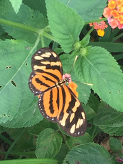 Eueides isabella eva