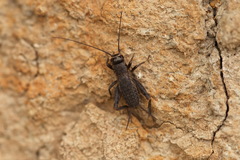 Modicogryllus frontalis