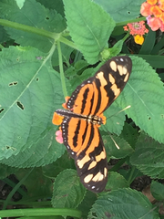 Eueides isabella eva