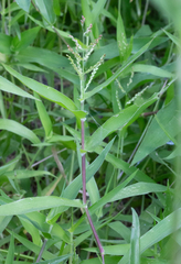 Urochloa reptans