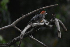 Melanerpes aurifrons