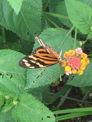 Eueides isabella eva