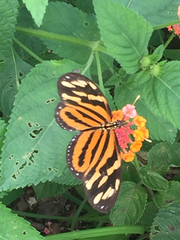 Eueides isabella eva