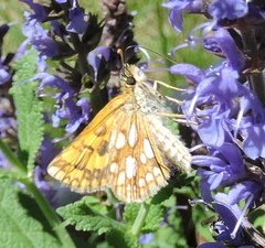 Carterocephalus mandan
