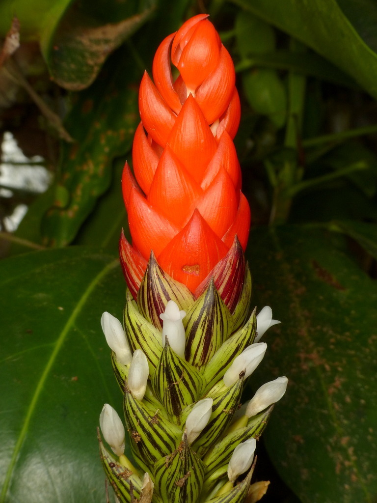 Guzmania monostachia (Costa Rica Trees and Vascular Plants) · iNaturalist