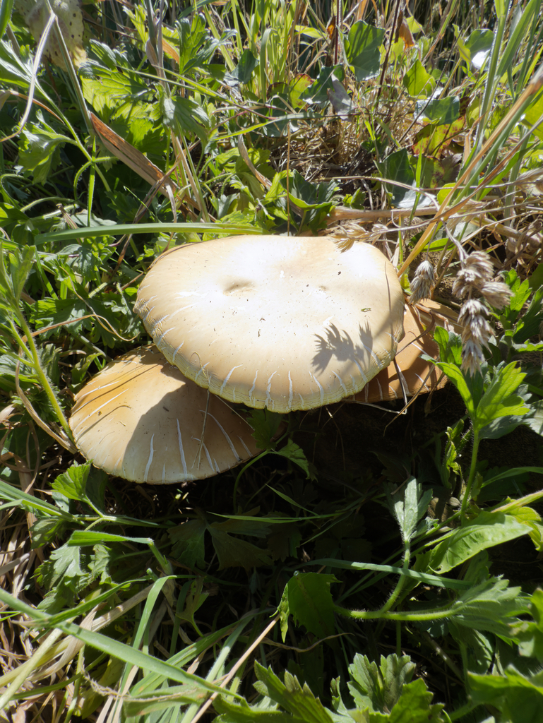 Cyclocybe parasitica · January 2025 · photo: © jeremy_rolfe (iNaturalist, cc-by)