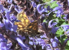 Carterocephalus mandan