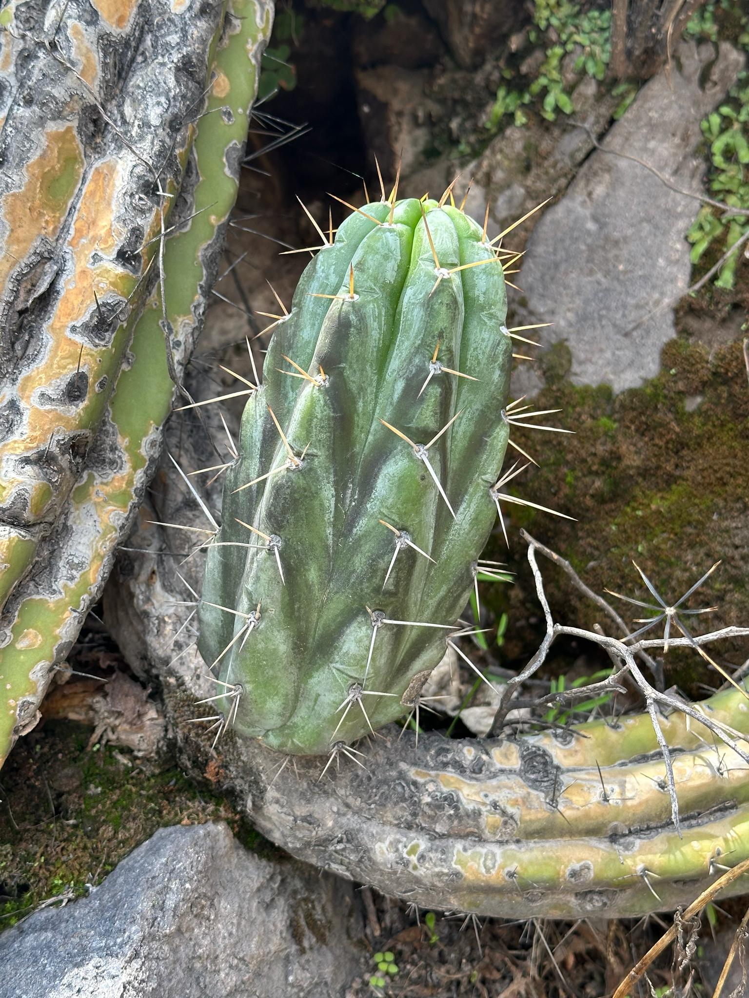 Imagem de Cacto San Pedro