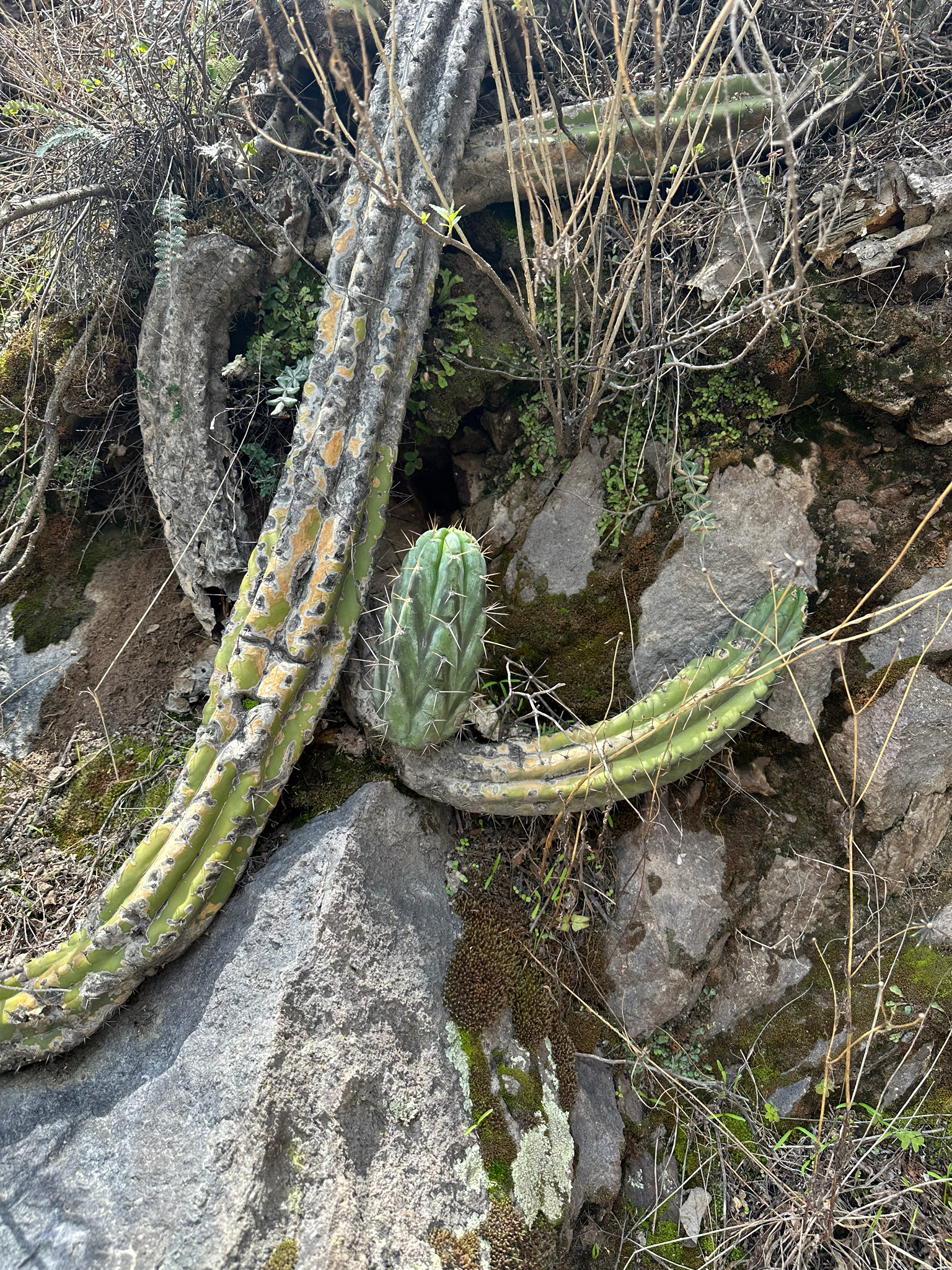 Imagem de Cacto San Pedro