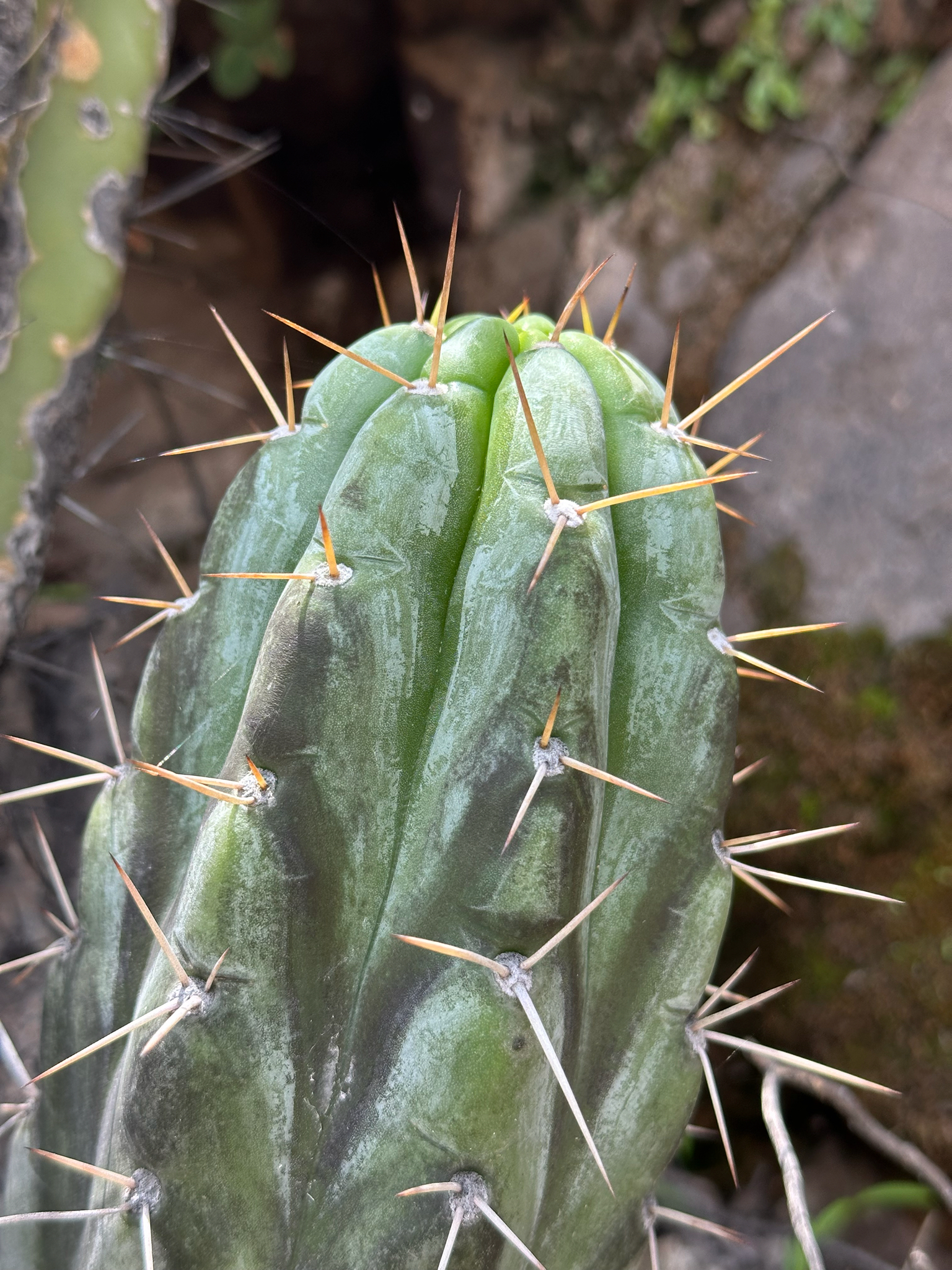 Imagem de Cacto San Pedro