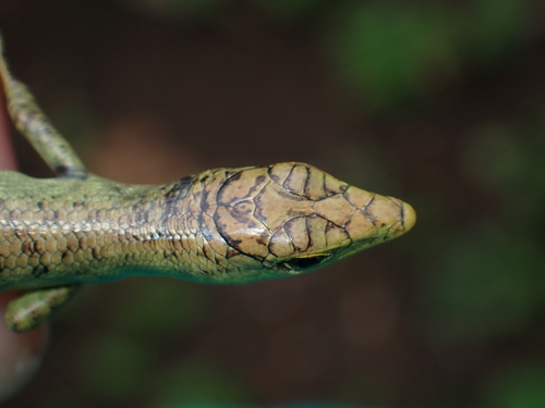 Black-bordered Emo Skink, Emoia nigromarginata