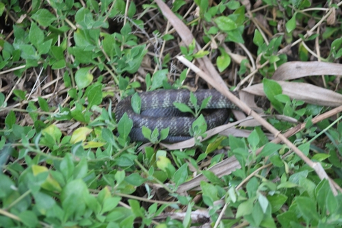 Tiger Snake sighting