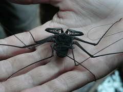 Paraphrynus emaciatus