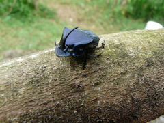 Phanaeus endymion