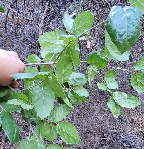 Coast Live × Interior Live Oak