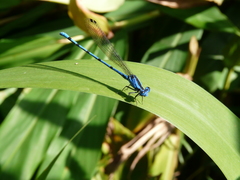 Argia elongata