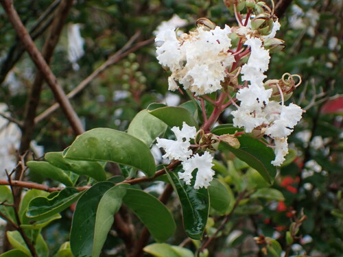 Lagerstroemia subcostata iNat (1)