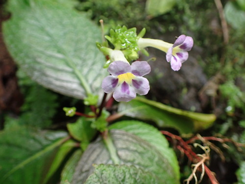 Diastema maculatum